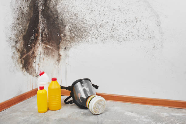 Best Mold Damage Repair  in Ridgemark, CA