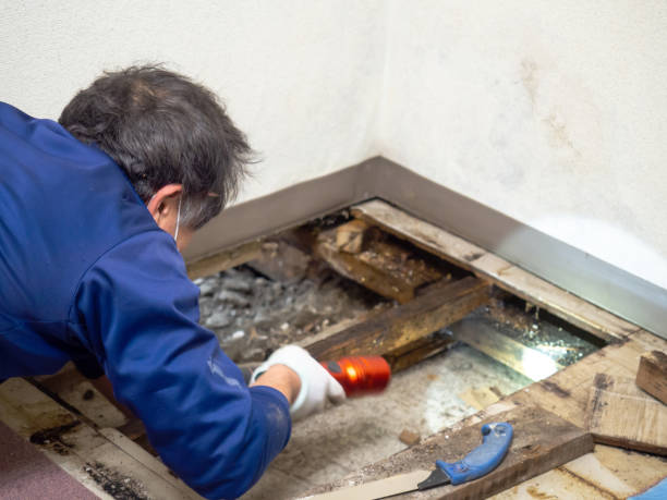 Best Black Mold Removal  in Ridgemark, CA