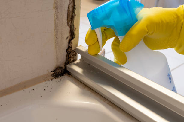 Best Attic Mold Removal  in Ridgemark, CA
