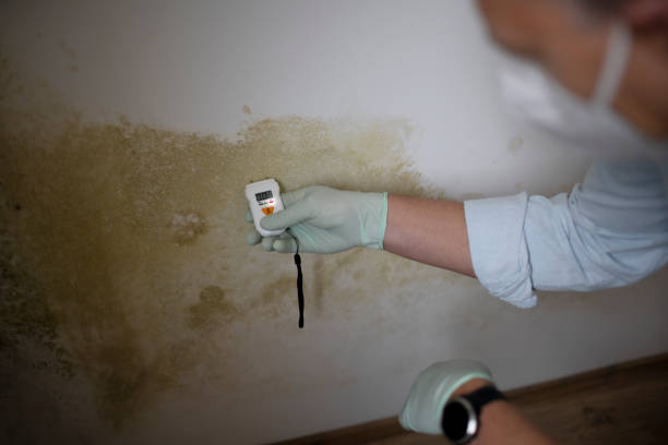 Best Home Mold Removal  in Ridgemark, CA