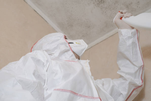 Best Local Mold Removal Service  in Ridgemark, CA
