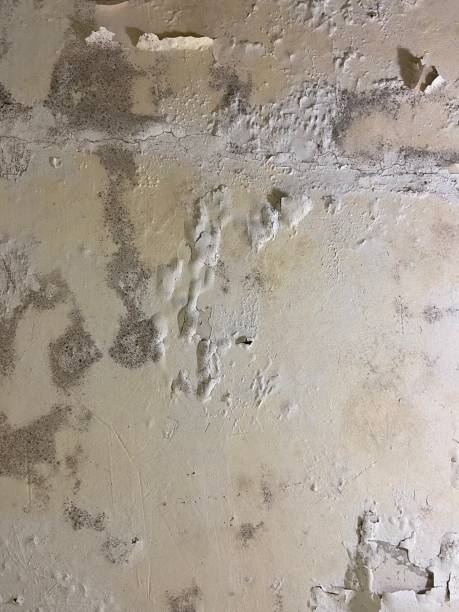 Best Mold Removal Company Near Me  in Ridgemark, CA