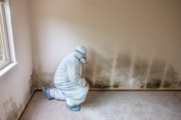 Best Professional Mold Removal  in Ridgemark, CA