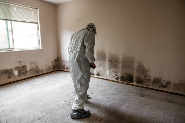 Best Residential Mold Removal  in Ridgemark, CA