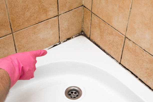 Best Fast Mold Removal  in Ridgemark, CA