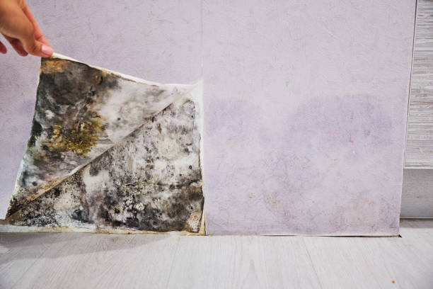Best Toxic Mold Removal  in Ridgemark, CA